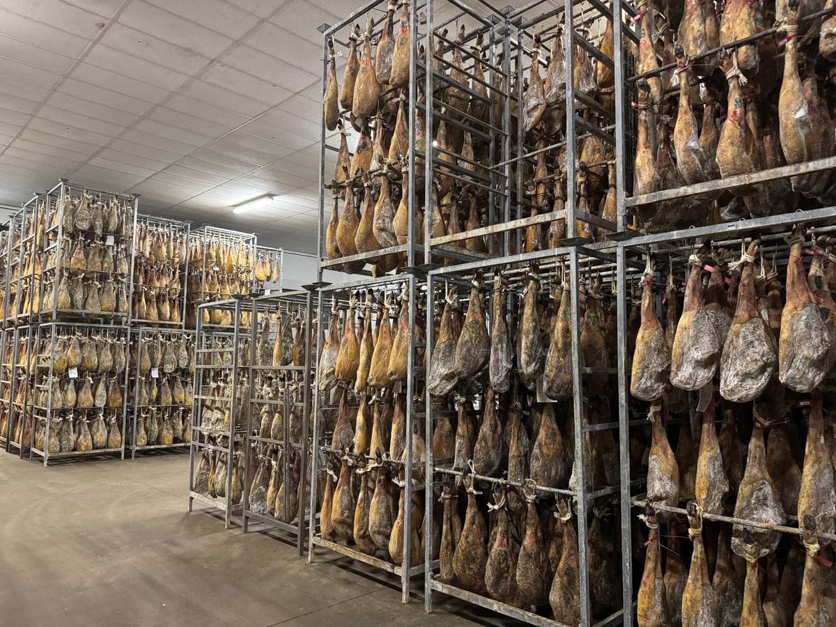 Rows of hams in the drying room during the months of curing.