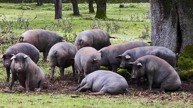 Monteria cerdo iberico